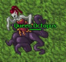 Queen Octopus